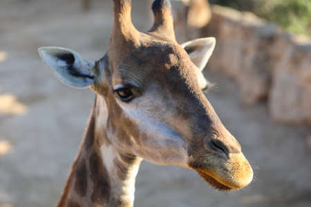 Jiraffes eating, walking in the zoo.の写真素材