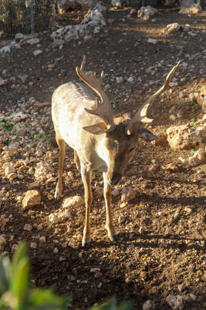 A male spotted deer with horns in the jungles of the Gir National Park in Gujarat, India.の写真素材