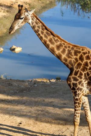 Giraffes standing on the ground. High qualityの写真素材