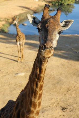 Jiraffes eating, walking in the zoo.の写真素材