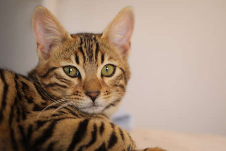 Beautiful bengal cat looking at camera High quality