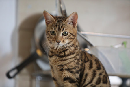 Beautiful bengal cat looking at camera High quality