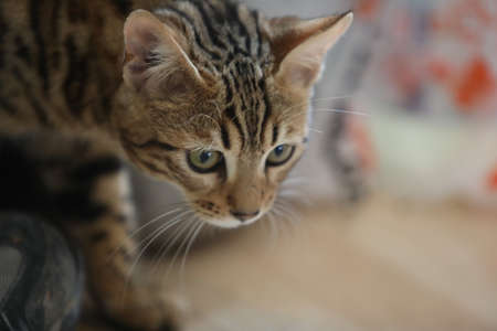 Beautiful bengal cat looking at camera High quality