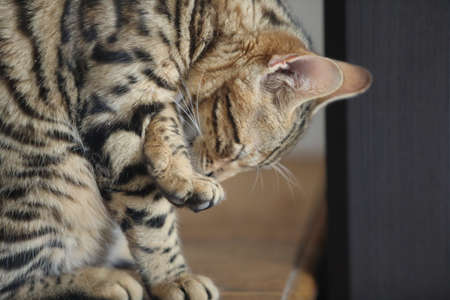 Beautiful bengal cat looking at camera High qualityの写真素材