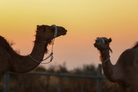Camel in the desert looks away High quality