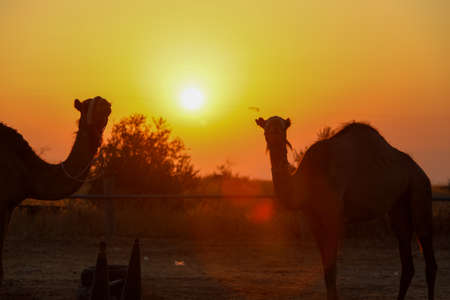 Camel in the desert looks away High qualityの写真素材