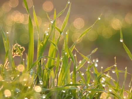 Forest meadow with fresh green grass and dandelions at sunset. Selective focus. Beautiful summer...