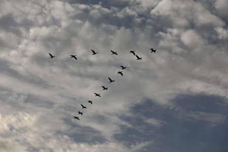 A flock of birds flying with a wedge in the blue sky.