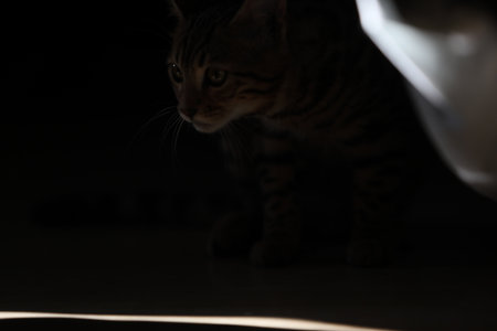 Beautiful bengal cat looking at camera High qualityの写真素材