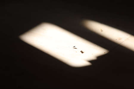 Beautiful bengal cat looking at camera High qualityの写真素材