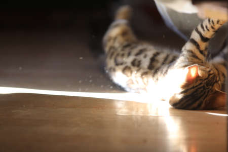 Beautiful bengal cat looking at camera High qualityの写真素材