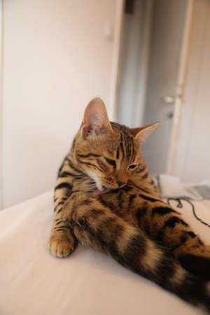 Beautiful bengal cat looking at camera High quality