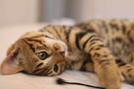 Beautiful bengal cat looking at camera High quality