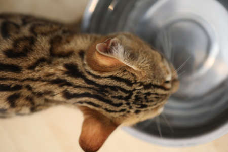 Little cute bengal kitten sleeping on a soft cats shelf of a cats house in a sunlight.の写真素材