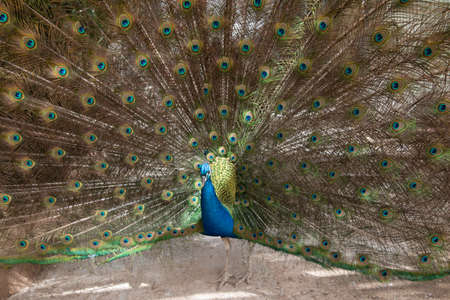 Colourful peacock portrait at summer,not focus.の写真素材
