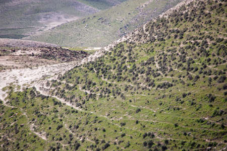 Oasis in the dessert landscape judean desert