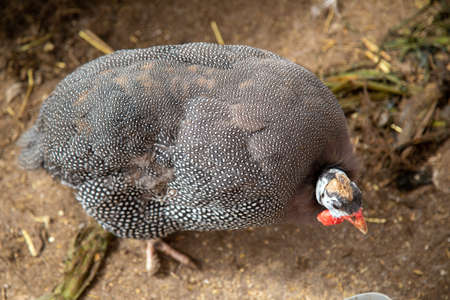 Animal portrait of a goat with horns High qualityの写真素材
