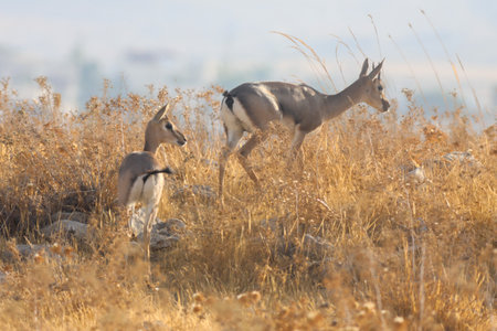 Desert scenery in Israel and the Negevの写真素材