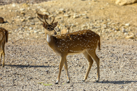 Wild roe deer in natural habitat close upの写真素材