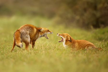 Two red foxes fighting for the territoryの写真素材