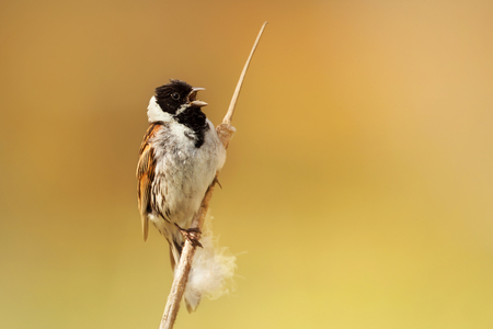 Male common reed bunting singing while perched on a reed in Rainham marshes nature reserve against bright yellow background, UK.の写真素材