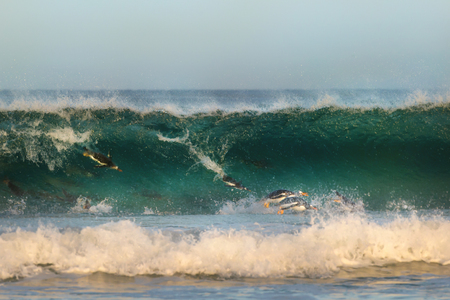 Gentoo penguins diving in big waves on the coast of Falkland islands.の写真素材