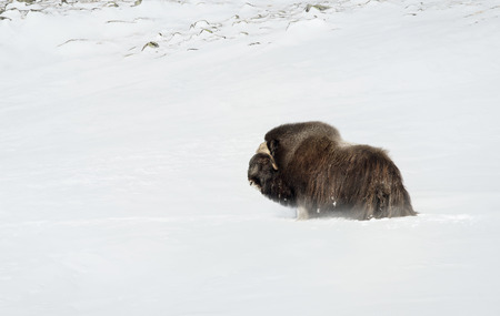 Impressive male musk ox standing in a deep snow in the mountains of Dovrefjell, Norway. Animals in winter.の写真素材