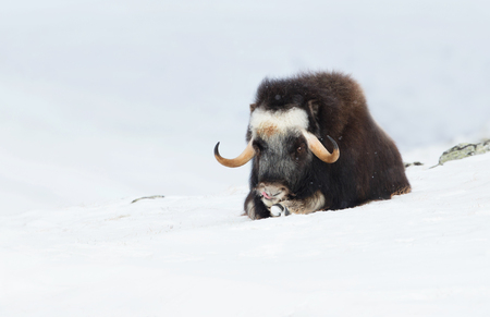 Young musk ox lying on snow with the feet in front on a snow on a cold winter day, mountains in Norway. Young animals in winter.の写真素材