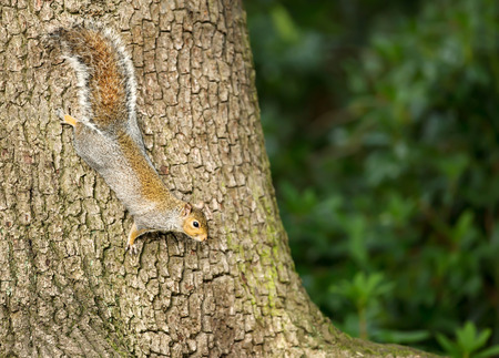Eastern grey squirrel climbing on the tree trunk, UK.の写真素材
