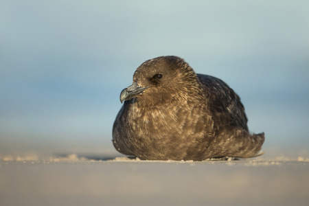 Falkland skua lying on a sandy coast against blue background on a sunny day in Falkland islands.