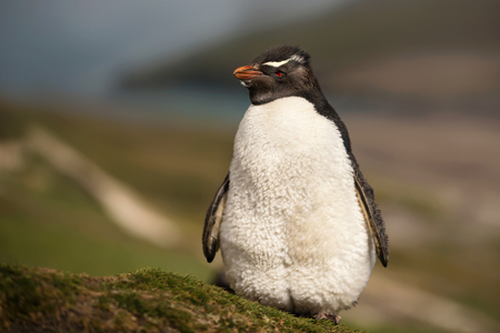 Close up of Southern rockhopper penguin standing on grass with puffed up feathers. Summer in Falkland Islands.の写真素材