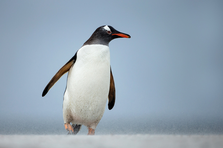 Gentoo penguin walking on a coast on a windy day. Sand blowing on a beach in Falkland islands.の写真素材
