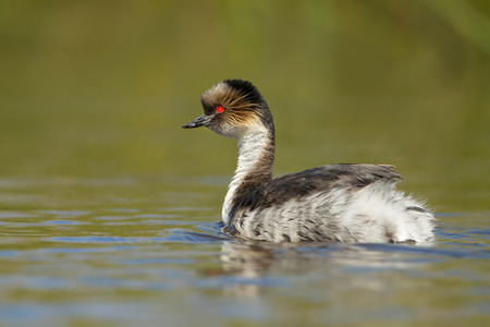 Close up of silvery grebe swimming in freshwater lake in summer, Falkland Islands.