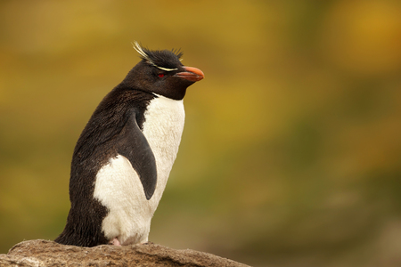 Close up of Southern rockhopper penguin standing on a rock. Summer in Falkland Islands.の写真素材