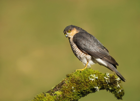 Adult male sparrowhawk Accipiter nisus sitting on a mossy log in the Scottish woods.の写真素材