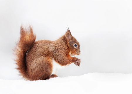 Red squirrel sitting in the snow against white background, England.の写真素材