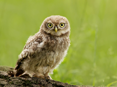 Juvenile Little Owl (Athene noctua) perching on a tree, UK.の写真素材