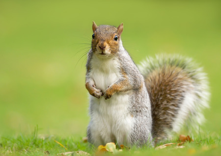 Surprised grey squirrel standing in autumnal leaves, UK.の写真素材