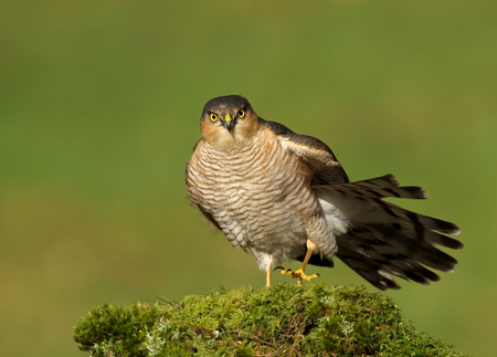 Male Eurasian Sparrowhawk (Accipiter nisus) preening on a mossy post, Scotland.の写真素材