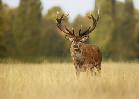 Red deer stag in autumn, England, UK.の写真素材