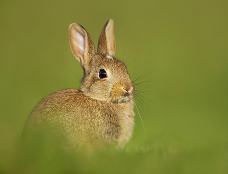 Portrait of a young little rabbit in the meadow, London, UK. Urban wildlife.