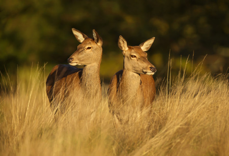 Two Red deer hinds standing in the field, autumn in UK.の写真素材