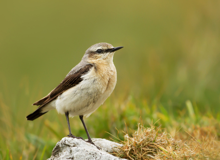 Close up of a female Northern wheatear standing on a rock, UK.の写真素材