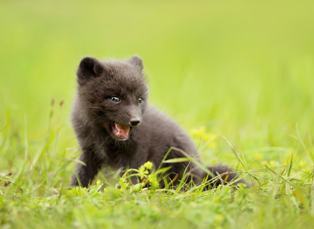 Close up of a blue morph arctic fox cub playing on a grass, Iceland.の写真素材