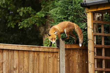 Close up of a Red fox walking on the fence in the back garden, England, UK.の写真素材