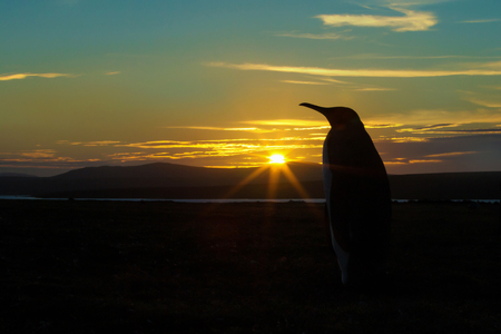 Silhouette of a King penguin on a beach at sunset, Falkland islands.の写真素材