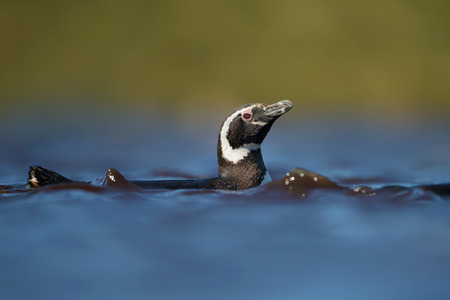 Magellanic penguin swimming in freshwater pond, Falkland islands.の写真素材
