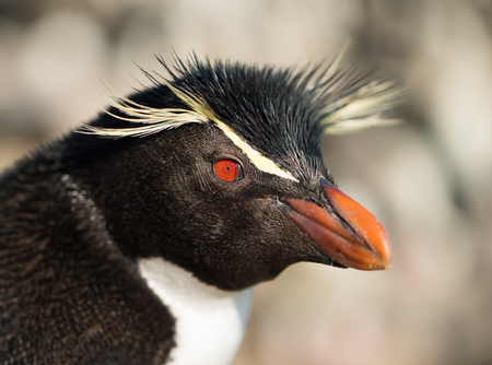 Close up of a Southern rockhopper penguin, Falkland islands.の写真素材