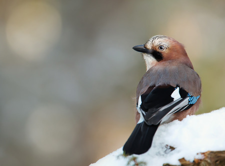 Eurasian Jay (Garrulus glandarius) perching on a snowy tree branch in winter, Norway.の写真素材