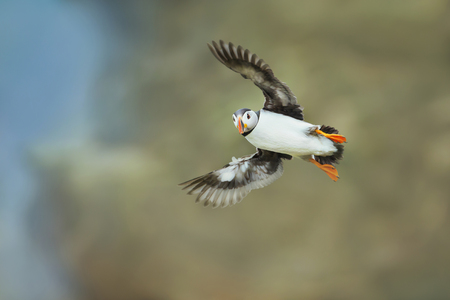 Atlantic Puffin (Fratercula arctica) in flight, Noss, Shetland Islands, Scotland, UK.の写真素材